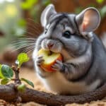 découvrez l'importance de la distribution de branches de pommier à ronger pour le bien-être et les soins des chinchillas.