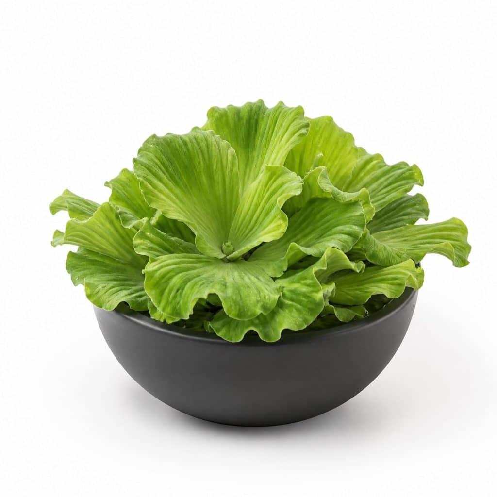 Plante flottante naturelle en pot, photo produit sur fond blanc